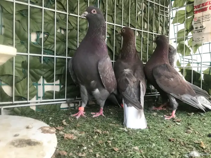 قطايف عرق الدمويات 22