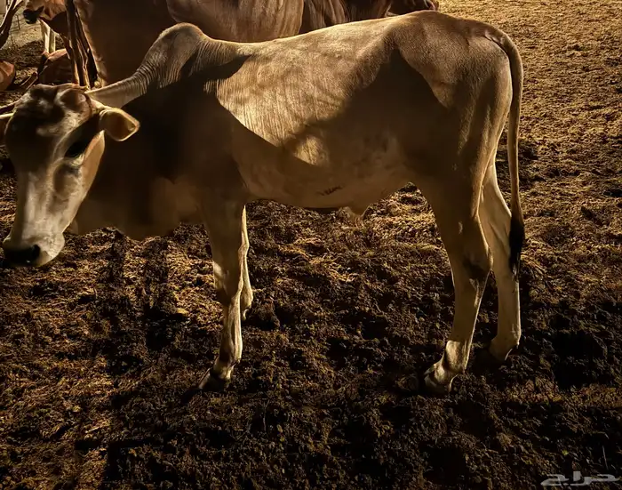 حسلان ذكور للبيع العمر سنه 2