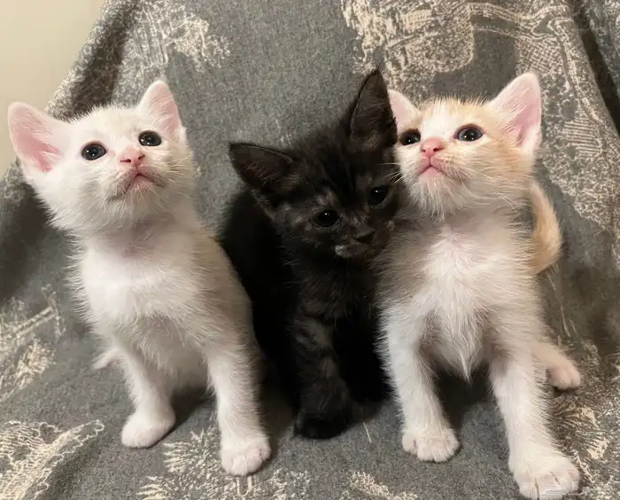 كتن شيرازي برتقالي واسود هجين برتش 7