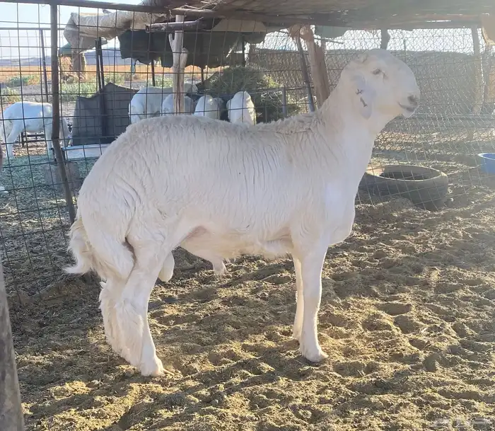 مشاريع فحول حريه صنف الصنف درجه اولى 5