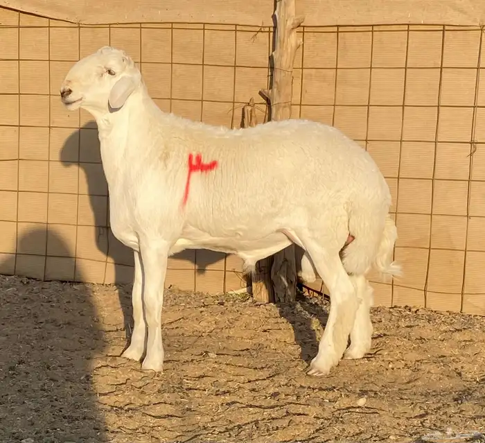 مشاريع فحول حريه صنف الصنف درجه اولى 2