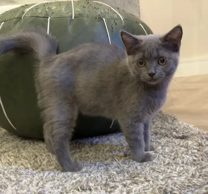 للبيع قطوة سكوتش ستريت أنثى 0