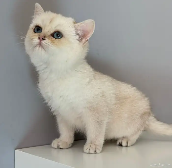 كيتن قطط قطوه قطه قط سكوتش 1