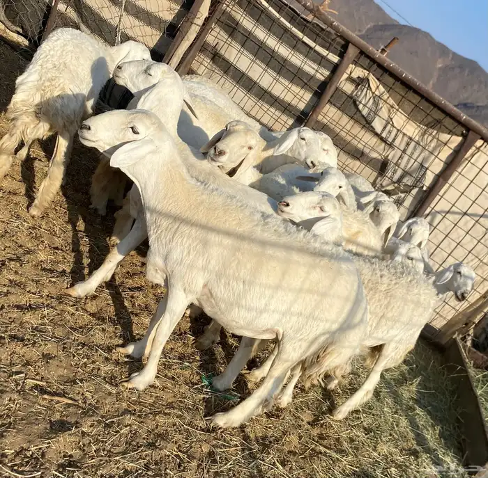 جذعات دفيع صنف الصنف 28