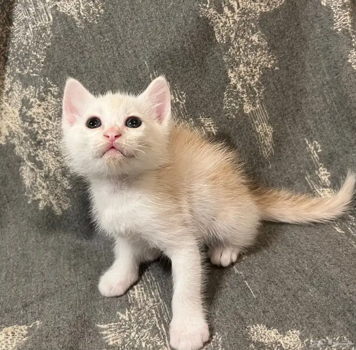 كتن شيرازي برتقالي واسود هجين برتش 12