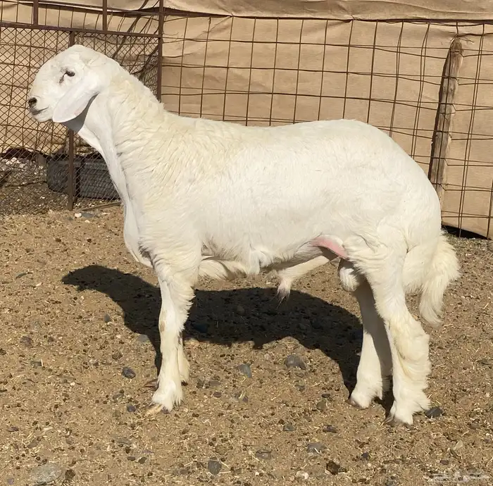 مشاريع فحول ضغط عالي 1