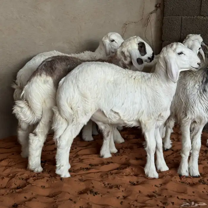 بهم تربيه نظيف 0