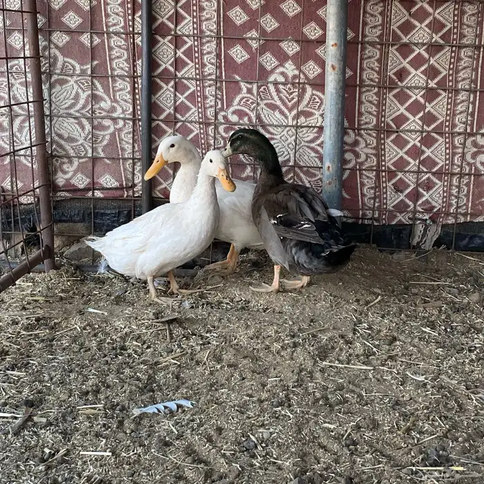 بط للبيع ذكر وا اثنى العدد 3 0