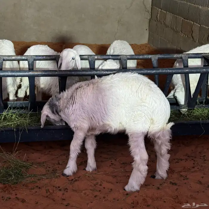 بهم تربيه نظيف 7