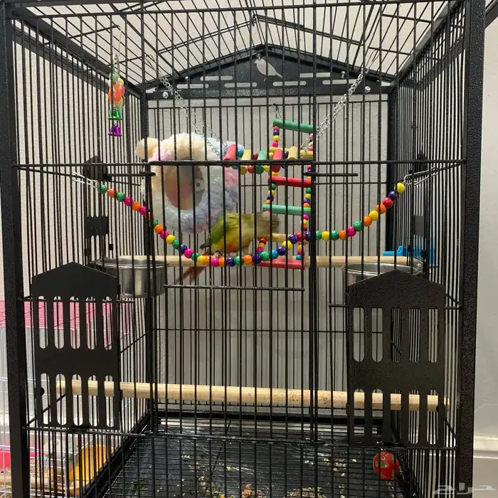 كنيور اناناس اليف 3