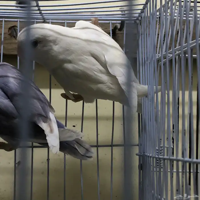 جوز روز انتاج 1