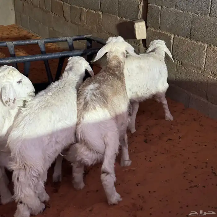 بهم تربيه نظيف 9