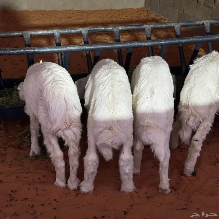 بهم تربيه نظيف 13