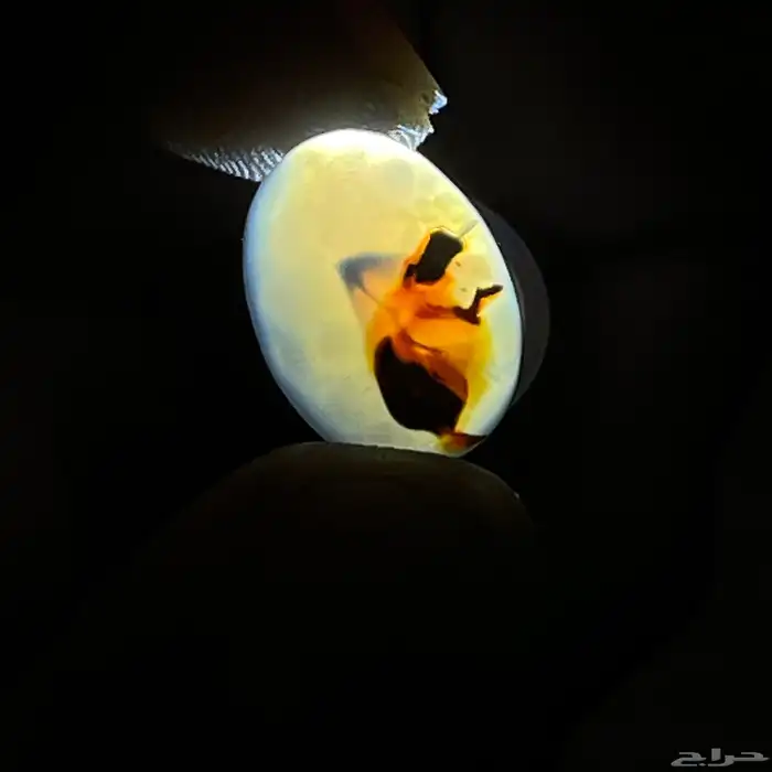 خواتم فضة عيار 925 صياغات منوعة فخامة الخواتم 23