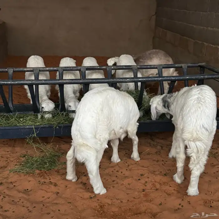 بهم تربيه نظيف 4