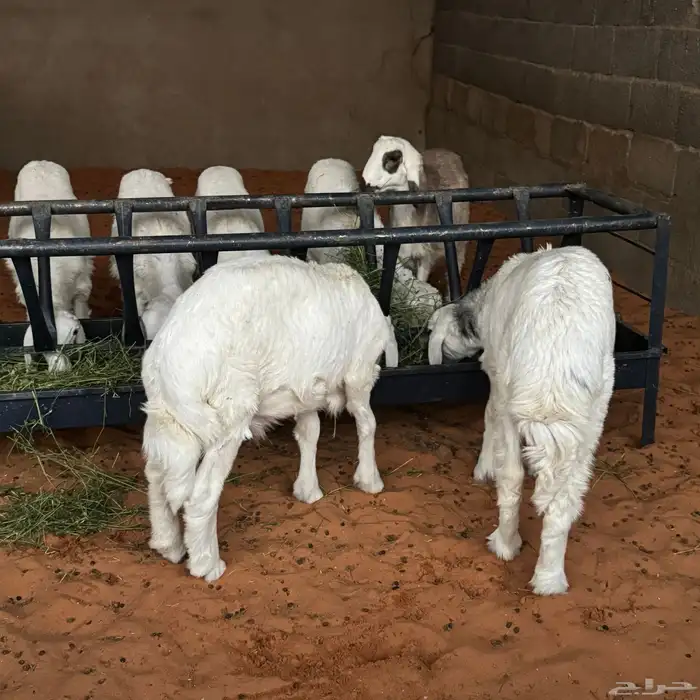 بهم تربيه نظيف 5