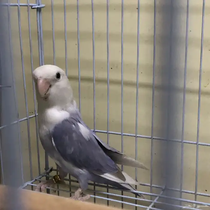 جوز روز انتاج 0