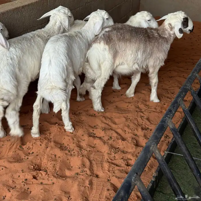 بهم تربيه نظيف 1