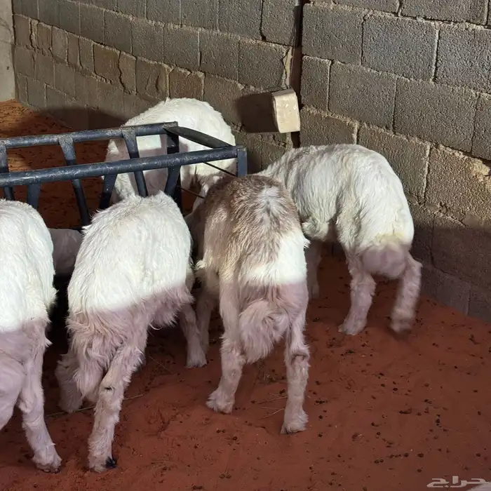 بهم تربيه نظيف 11