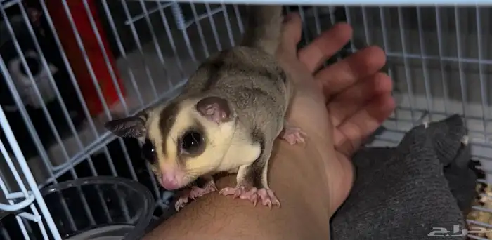 السنجاب الطائر (ذكر) مع ملحقاتة 0