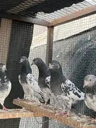 حمام بشبكه للبيع 0