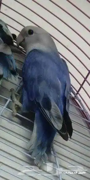 مطلوب روز ذكر منتج 0