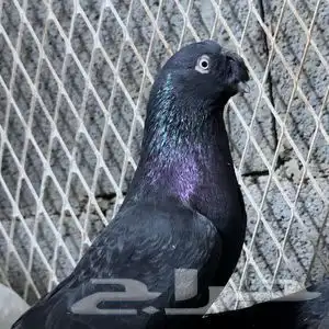 مطلوب حمام نوع تركي وباكستاني في الوجه البيع جمله 3