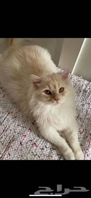 قط للتبني 0
