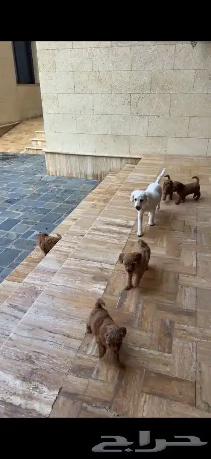 كلاب بودل للبيع 7 أسابيع 2