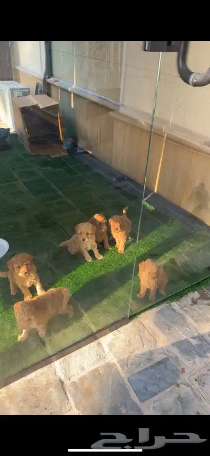 كلاب بودل للبيع 7 أسابيع 1