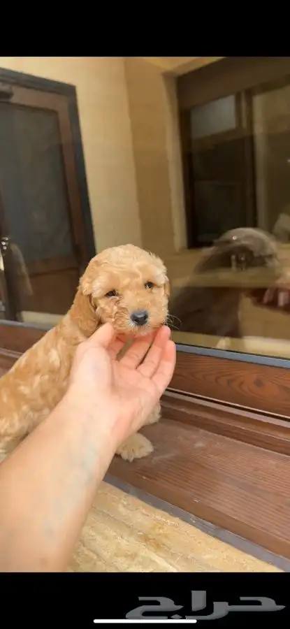 كلاب بودل للبيع 7 أسابيع 0