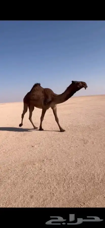 للبيع بكره جذعه صفرا كفو 0