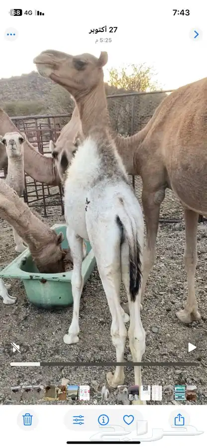 6 قعدان فل شحم 1