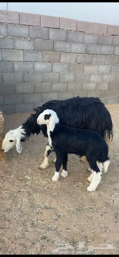 نعجه نجديه والد 0