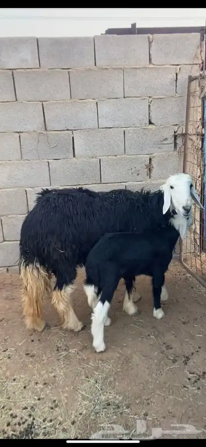 نعجه نجديه والد 1