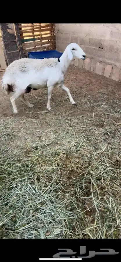 حريه رباع داخله سديس 1