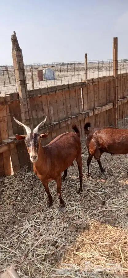 عنز محايليه شحم وجفره ثنيه دافع 2