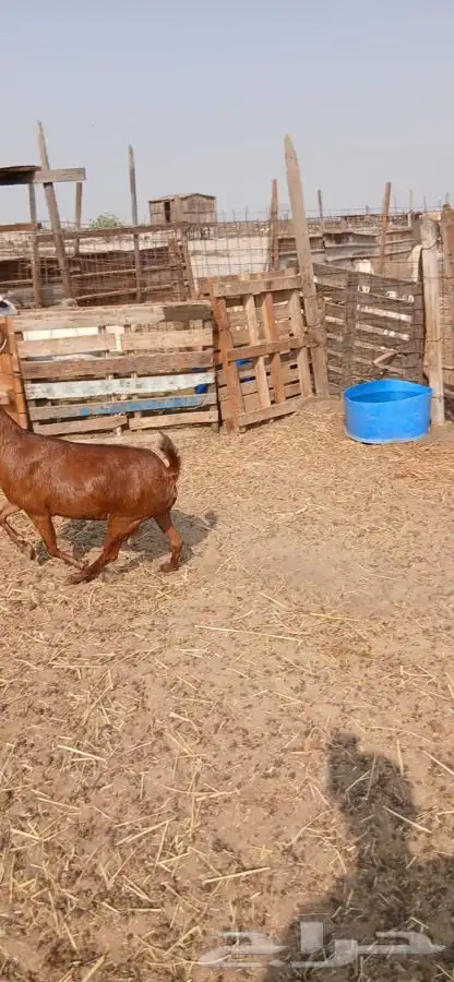 عنز محايليه شحم وجفره ثنيه دافع 3