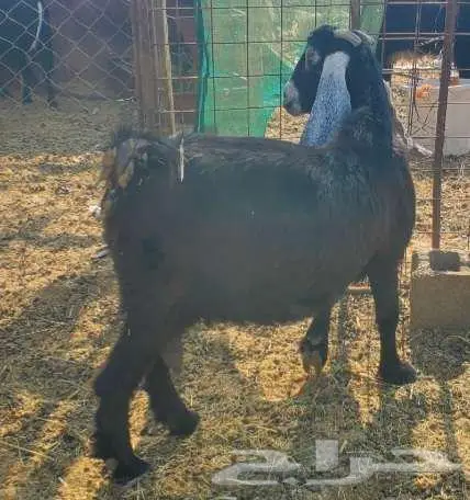 5 معزاء عوارض طيبات بالحيل 1