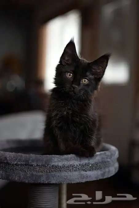 قطط ماين كون للبيع مستوردين 1