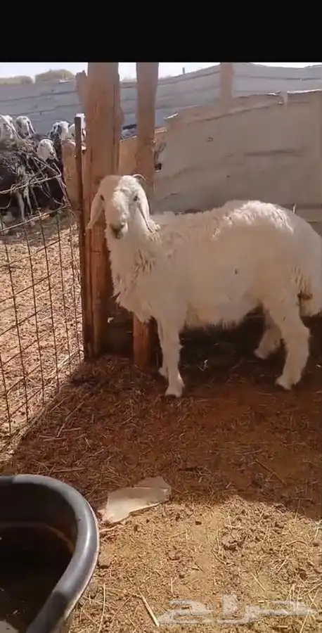 نجدي طيب للبيع العم تام وحري عمره حول 6 شهور وطيب 2