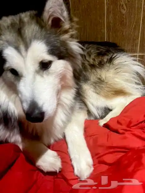 كلبة هاسكي ماليميوت 1