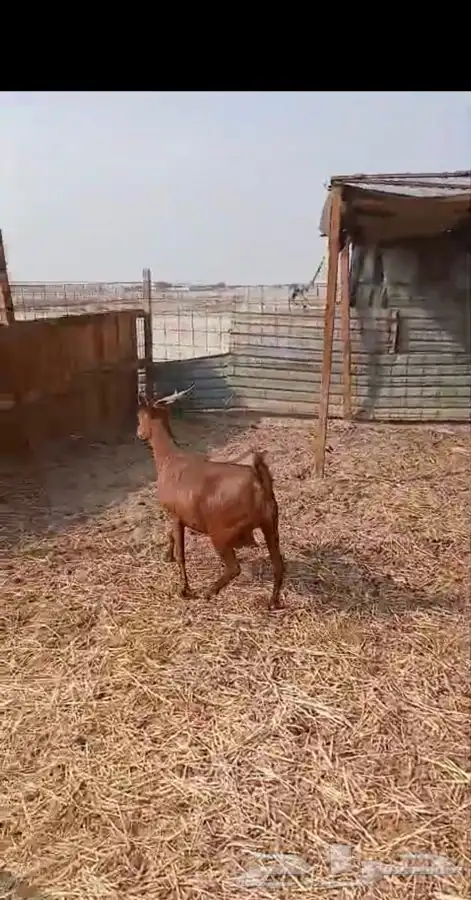 عنز محايليه شحم وجفره ثنيه دافع 1