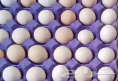 بيض بلدي مخصب وملقح والي يبغاء للاكل مايمنع اغلب الدجاج بكر 0