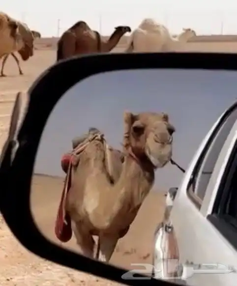 رحول ابل قديمة على جميع الشروط قصيره 1