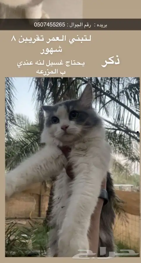 قط لي تبني 0