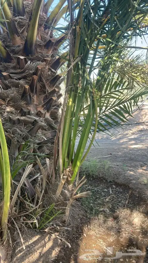 أصناء برني وكعيمر العيص الفرع الحرة الموقع ف التحديد 3