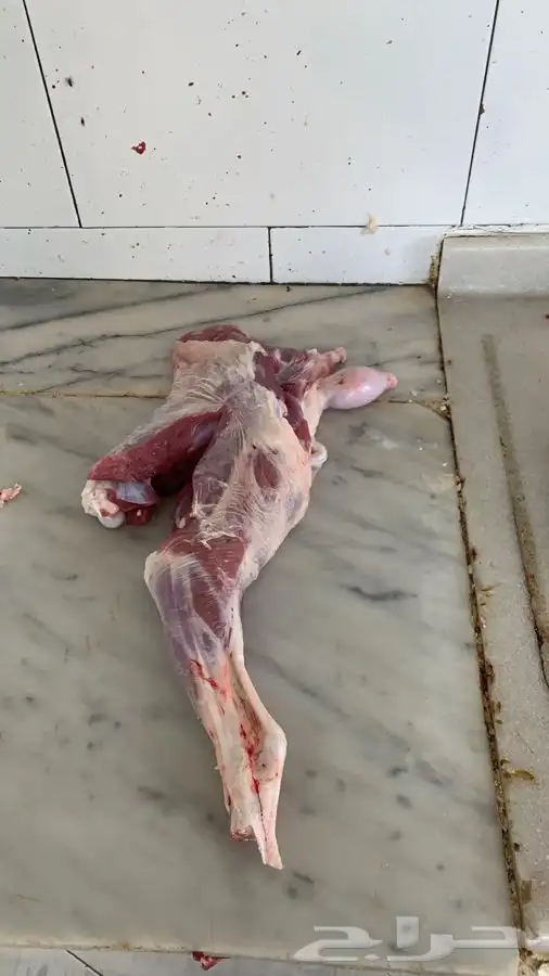 ذبايح مرابي عسير مع الذبح والتوصيل 58