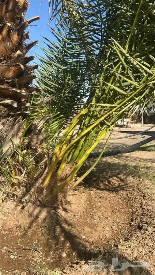 أصناء برني وكعيمر العيص الفرع الحرة الموقع ف التحديد 1