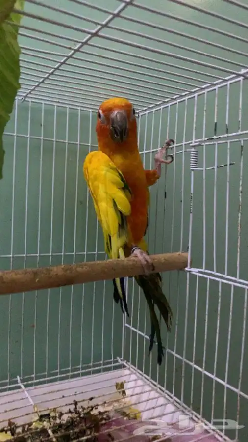 صن كنيور ذكر 1